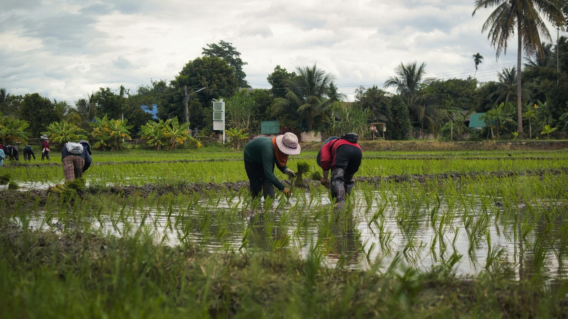 Nepal’s Agriculture Economy Under Pressure as Youth Migration and Rising Imports Reshape Rural Life