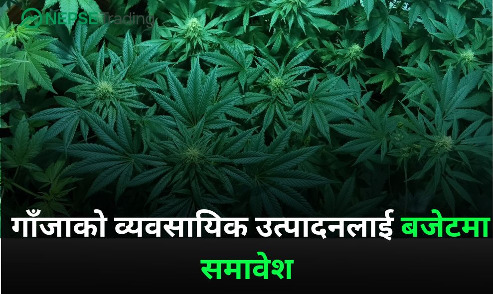 गाँजाको व्यवसायिक उत्पादनलाई बजेटमा समावेश 